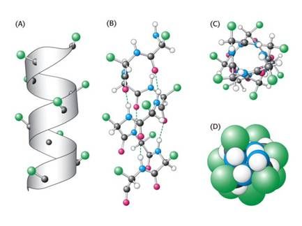  beta-sheet (arrows indicate the direction of the amino acid chain)