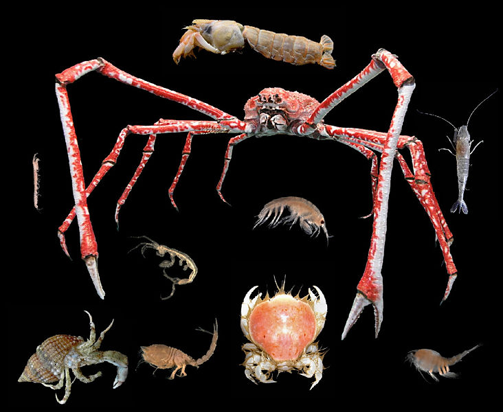 Images Of Crustaceans