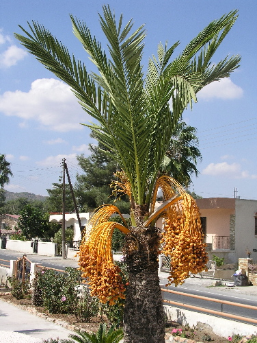 http://www.food-info.net/images/datepalm.jpg