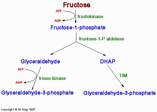 metabolismo de la glucosa