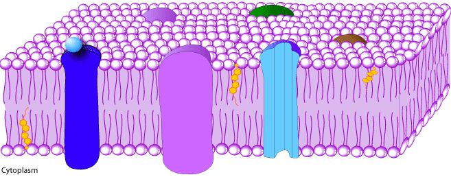 membrane.jpg