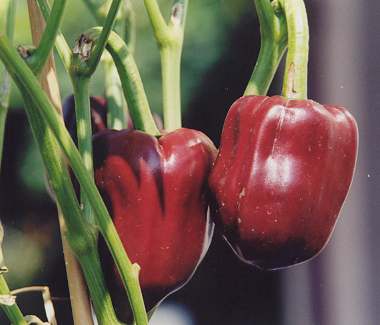 D'où viennent-elles ? Le paprika - Promesse de Fleurs