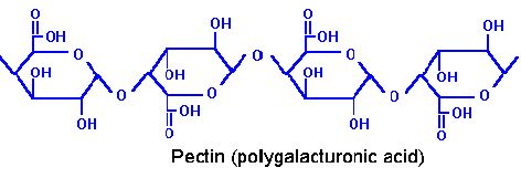  Qu'est-ce qu'une pectine?