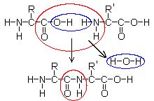 Formation of a peptide